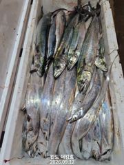 출조안내 - 완도더킹호 9월12일 갈치외줄 철수조황 입니다