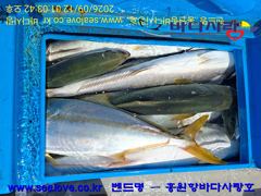 부시리, 삼치, 조황입니다(바다사랑호, 홍원항)