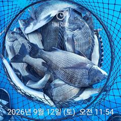 [사천] 삼천포 내만권 감성돔