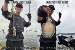 26년 9월 12일!! 인천 썬스타호!! 쭈꾸미 대첩 12일차 조황입니다~^.^