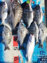 [통영] 유촌 신일레져_감성돔 조황입니다