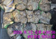 [먹물조황] 9/12 쭈꾸미 조황