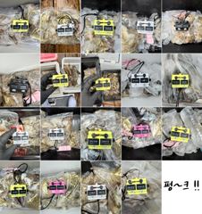 9월12일 쭈꾸미(장원 162쭈,12갑)