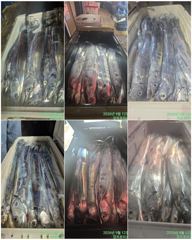 출조안내 - 여수 용주피싱 9월 쭈.갑오징어 출조 모집 합니다