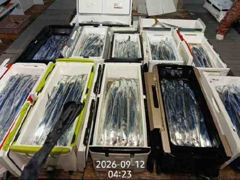 16석.먼바다왕갈치(외줄)3지4지 씨알급 마릿수 쿨러조황