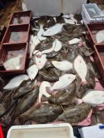 쭈갑조황 글만 보기 사진