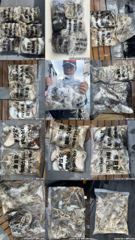9/12(토) 펠릭스마린 - 쭈꾸미 조황입니다!!