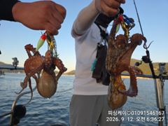 가을 돌문어! 실시간! 장원 10수부터...낼 자리 있습니다