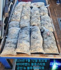 ★★ 9/12 [군산 대일피싱] 뉴 블루스타호 쭈꾸미 대박조황~! 다음주 수요일만 예약가능