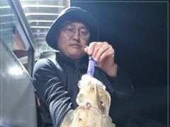 무늬오징어 마리수조황~