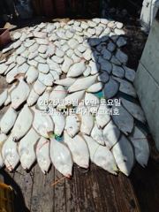 9월12일 군산 범고래호 대광어 날마다 난리~대대박~조기철수~끝내주는 마릿수~ 군산낚시프라자