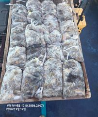 [격포] 9월12일 부안한아름호 쭈꾸미 사진