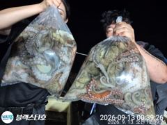 야간문어 조황 굿~오늘도 출동~