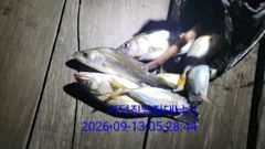 [부산] 가덕천성진양 야간 칼치 좌대조황 260913 일 사진