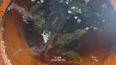 [통영] (무늬오징어)무시가 심심찮게~초보팀 70여수 대성공 뉴그린호(오…