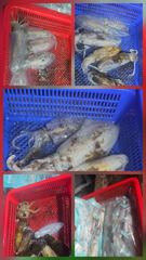 [진해] 무니오징어 팁런 사이즈업 마리수업