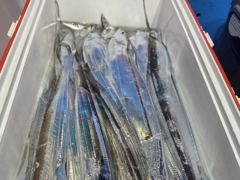 통영영운호14석) 먼바다 왕갈치 전원 골고류 잡았습니다 (15일 예약가능합니다)