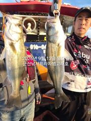 9월12일 "대광어 날마다 난리"~농어,우럭등 오늘도 예외없이 잘 나오고 있어요~실시간~ 군산낚시프라자 범고래호