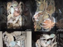 12일 조항.오늘도 제수용 씨알급 잡으러 야간`돌문어 출조 갑니다@ 오늘,월요일~몇 자리 예약가능