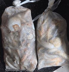 [포항] 12일 조황>> 돌문어 막 뜯어버려~!(월 오전7시)