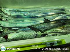 [통영] [부성피싱호]먼바다 은빛갈치 조황사진입니다 기상좋은 화욜자리여유…