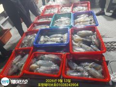 [포항] 12일웨이브호무늬팁런110마리