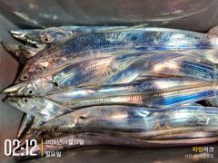 실시간 조황 - 붉바리황금어장~계속되는 호조황.농어.광어참돔까지~(내일출항)