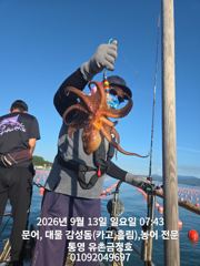 [통영] 통영 금정호 오전문어선상 마릿수 좋습니다 내일 오후선상 자리있어… 사진