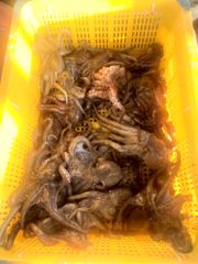 [사천] 삼천포 물새호 문어조황 사진