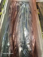 [통영] 통영유림) 13일 먼바다 왕갈치 조황입니다.월.화예약가능합니다