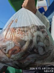 녹동 돌문어 조황