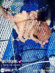 포이트마다 쭉~욱 쫀득한 손맛