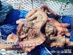 포이트마다 쭉~욱 쫀득한 손맛