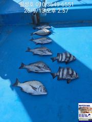 [일성호] 민어 끝나고 감성돔 탐사다녀왔습니다~!