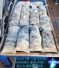 ★★ 9/12 [군산 대일피싱] 뉴 블루스타호 쭈꾸미 대박 조황~!!! 다음주 수요일만 7자리있습니다.
