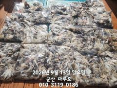 9월 13일 군산마루호 쭈꾸미 조항~☆