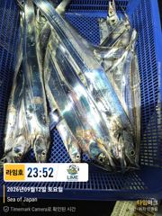 [통영] 씨알 좋은 갈치 찾아온 대마골~! 마릿수 사이즈는 아직.~! 다…