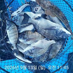 삼천포 내만권 감성돔