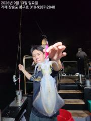 9월 1일 무늬오징어 입항조황입니다 사진
