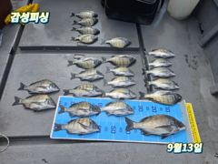 13일(일)4짜감성돔조황입니다 사진