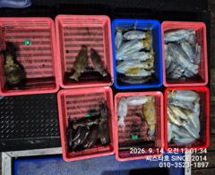[경주] 13/ 오전 삼치 상황