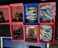 [경주] (씨스타호) 9월 13일 무늬오징어 최종 조황! 감자 사이즈부터…