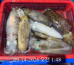 [ 무늬 팁런 ] 매물도 씨알 굿
