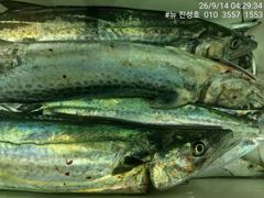 거제 뉴 진성호 8월 14일 야간 외줄 칼치 아침 결과입니다