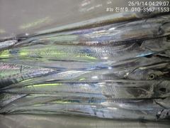 [거제] 거제 뉴 진성호 8월 14일 야간 외줄 칼치 아침 결과입니다