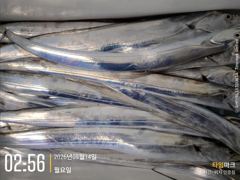 [진해] 갈치 텐빈 밤새 이어진 입질! 쿨러가득~ 화요일 예약가능