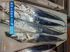 [통영] ＜＜통영 뉴명륜호 14인승＞＞ 굵직한 왕갈치!!! 쿨러조황~~ …