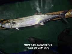대삼치 피크시즌 호조황//야간팁런 굿!!