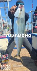[부산] [부산 유강피싱] 유강호 부산권 부시리 파핑 지깅 조황입니다.