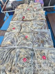 13일, 군산쭈꾸미~ 싸이즈도 점점~물때 상관없이 제대로 나오네요~ 오후반 굿굿 망탱이 조황~~군산낚시프라자 월명호